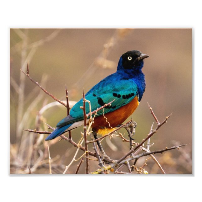 Beautiful Colorful Bird in the Bush Photo Print (Front)