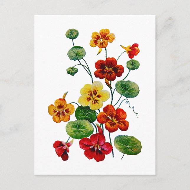 Beautiful Colorful Embroidered Nasturtiums Postcard (Front)