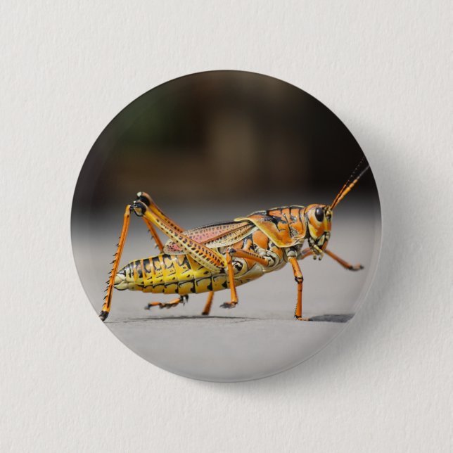 Beautiful colorful grasshopper in close-up button (Front)
