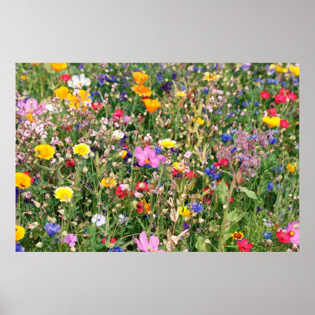 beautiful colorful meadow of wild flowers poster (Front)