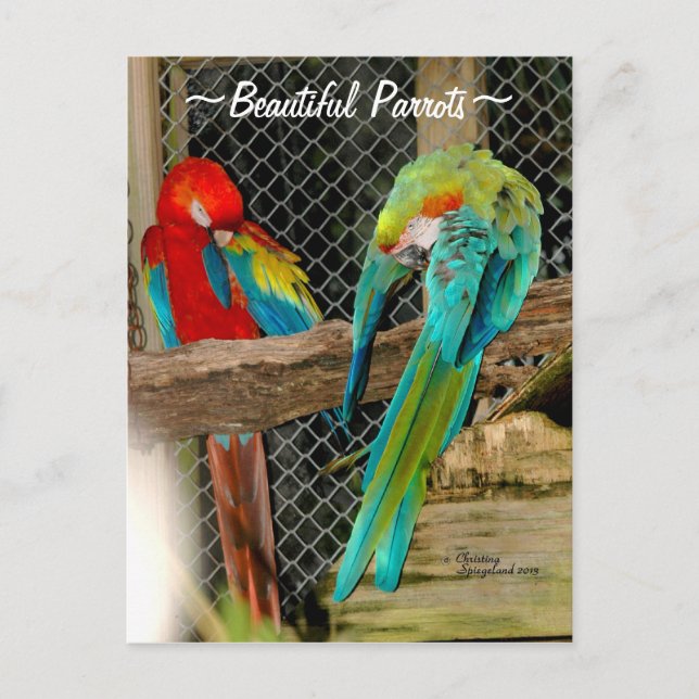 Beautiful colorful Parrots birds Postcard (Front)