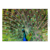 Beautiful, colorful peacock (Front Horizontal)