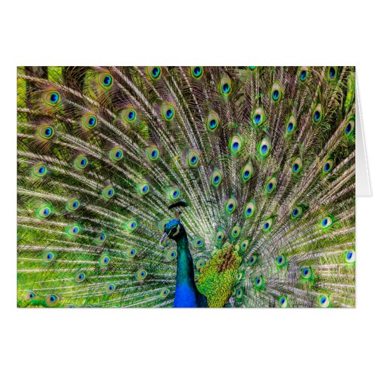 Beautiful, colorful peacock (Front Horizontal)