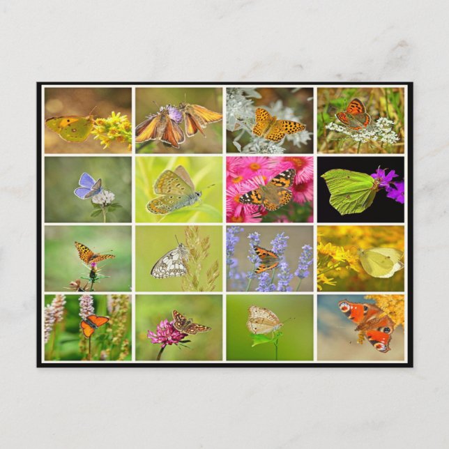 Beautiful colorful peacock butterfly collage postcard (Front)