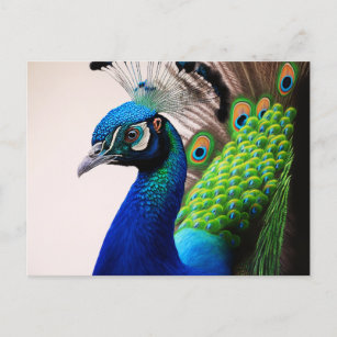 Beautiful Colorful Peacock Peafowl Bird Wildlife Postcard