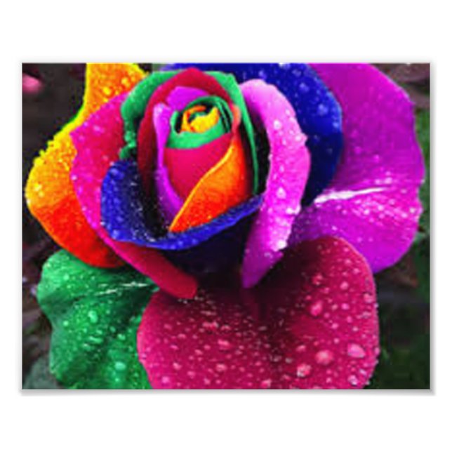 Beautiful Colorful Rainbow Rose Photo Print (Front)