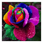 Beautiful Colorful Rainbow Rose Poster at Zazzle