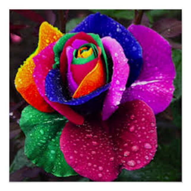 Beautiful Colorful Rainbow Rose Poster (Front)