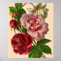 Beautiful Colorful Roses