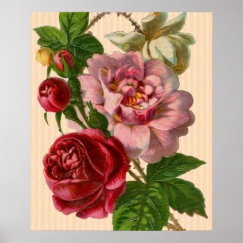 Beautiful Colorful Roses Poster by LeAnnS123 at Zazzle