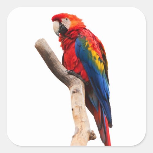 Beautiful Colorful Scarlet Macaw Parrot Bird Square Sticker