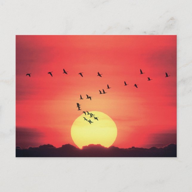 Beautiful colorful sunset with birds flying postcard (Front)