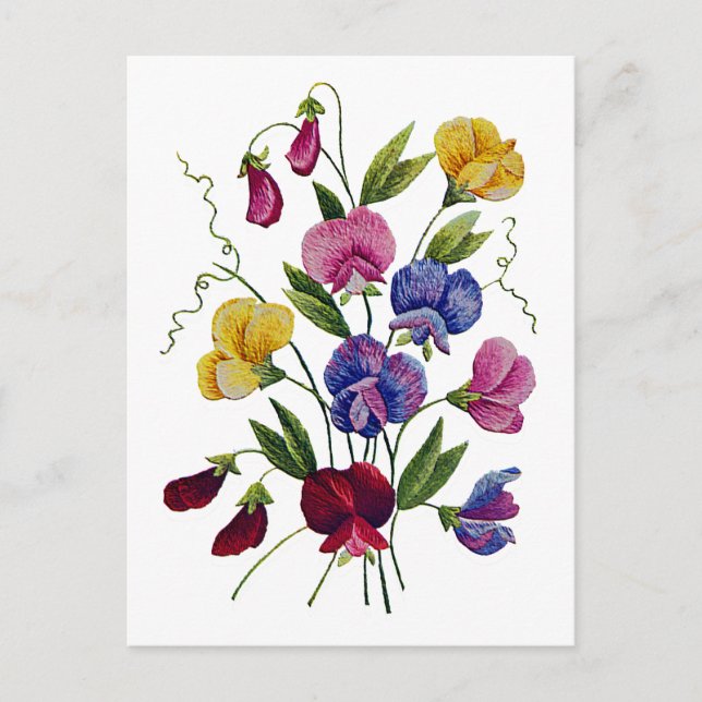 Beautiful, Colorful Sweet Peas Postcard (Front)