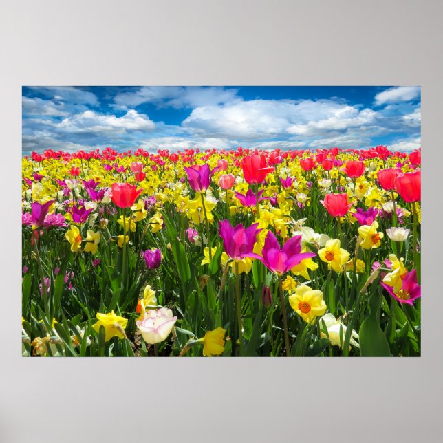 Beautiful Colorful Tulip Field Poster (Front)