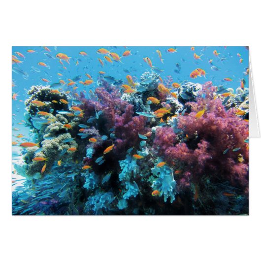 Beautiful colorful underwater world (Front Horizontal)