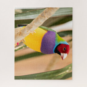 Beautiful Colorful Zebra Finch Bird Jigsaw Puzzle