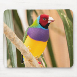 Beautiful Colorful Zebra Finch Bird Mouse Pad