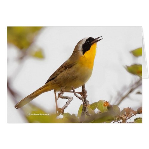 Beautiful Common Yellowthroat Warbler Songbird