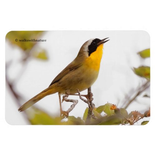 Beautiful Common Yellowthroat Warbler Songbird Magnet