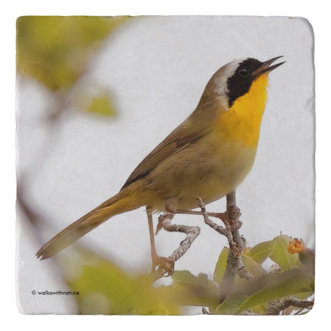 Beautiful Common Yellowthroat Warbler Songbird Trivet (Front)