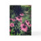 Beautiful Cone Flowers In A Garden Pink Purple