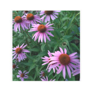 Beautiful Cone Flowers Metal Print