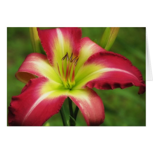 Beautiful Contrast - Daylily Cards (Front Horizontal)