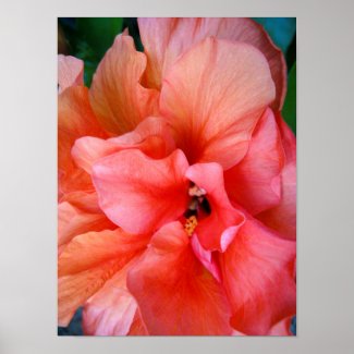 Beautiful Coral Pink Orange Tropical Flower Photo Poster