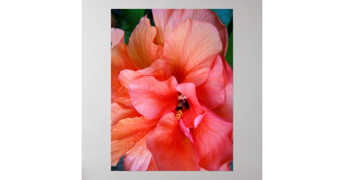 Beautiful Coral Pink Orange Tropical Flower Photo Poster Zazzle