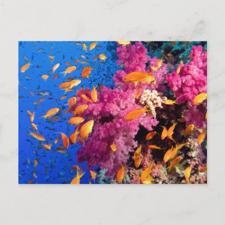 Beautiful Coral Reef Naturescape Postcard