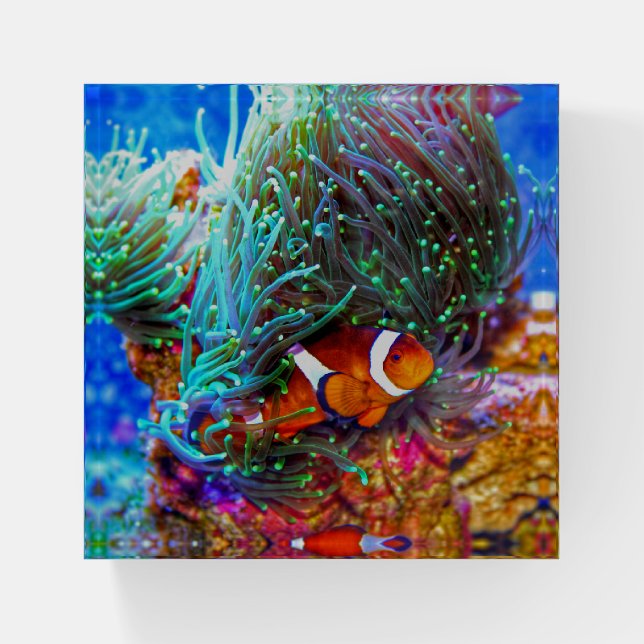 Beautiful Coral Reef with Clown Fish Paperweight (Front)
