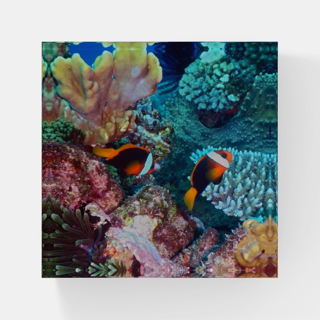 Beautiful Coral Reef with Fish Paperweight (Front)
