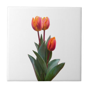 Beautiful Coral Tulip Ceramic Tile