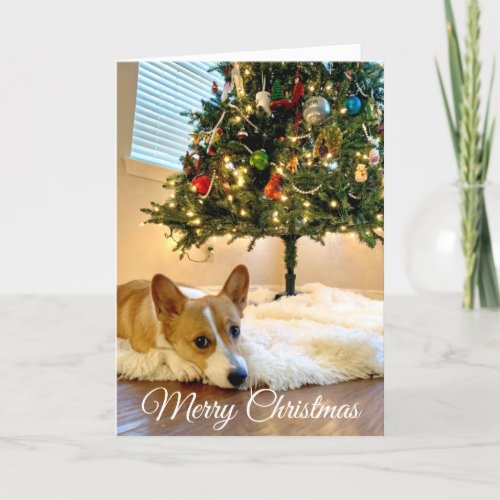 Beautiful Corgi Christmas Tree Photograph Custom Holiday Card