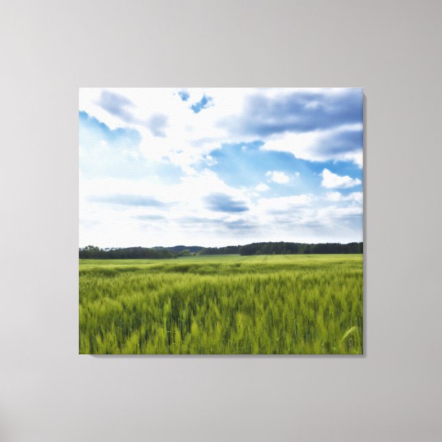 Beautiful Cornfields Canvas Print (Front)