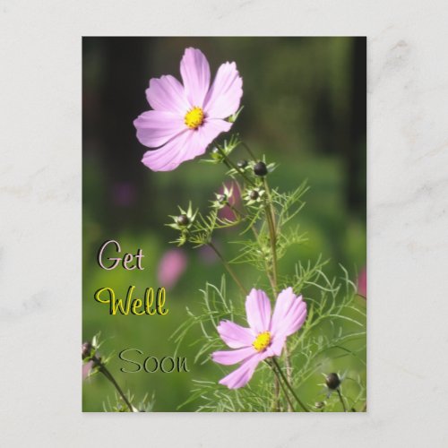 Beautiful Cosmea Flowers Get Well Soon Postcard