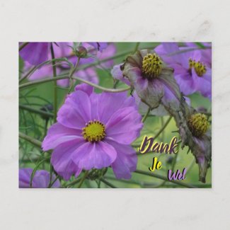 Beautiful Cosmea Flowers Thank You Postcard