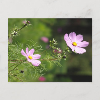 Beautiful Cosmea Flowers Vertical DIY Postcard