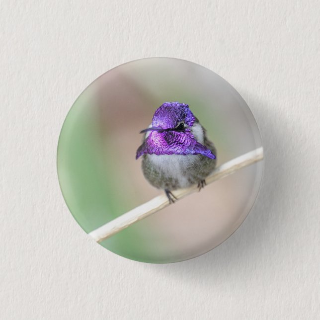 Beautiful Costa's hummingbird  Button (Front)