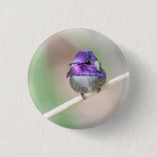Beautiful Costa's hummingbird  Button