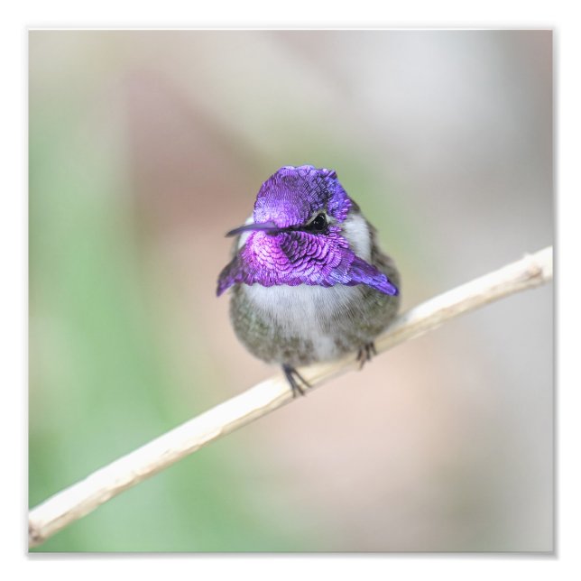 Beautiful Costa's hummingbird  Photo Print (Front)