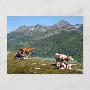 Beautiful Cows High Up In The Mountains Postcard