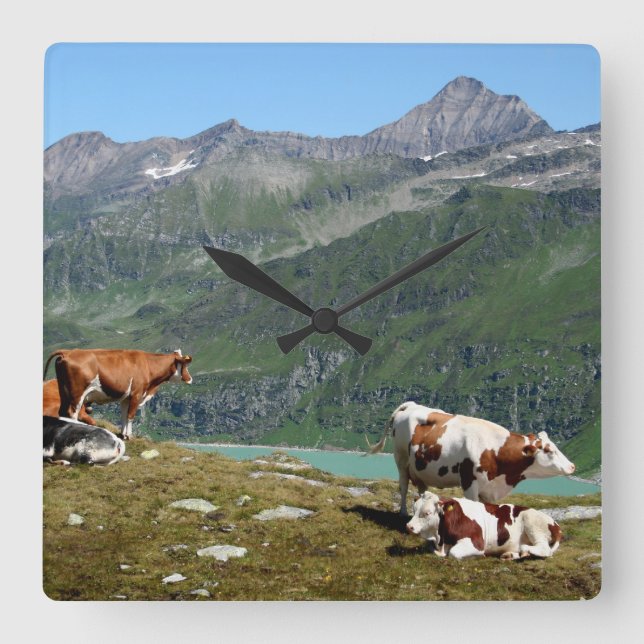 Beautiful Cows High Up In The Mountains Square Wall Clock (Front)