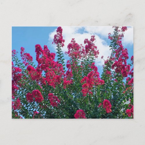 Beautiful Crepe Myrtle Flowers Nature Photography Postcard
