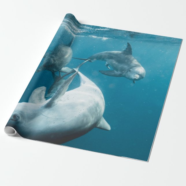 Beautiful Cute Dolphins Wrapping Paper (Unrolled)
