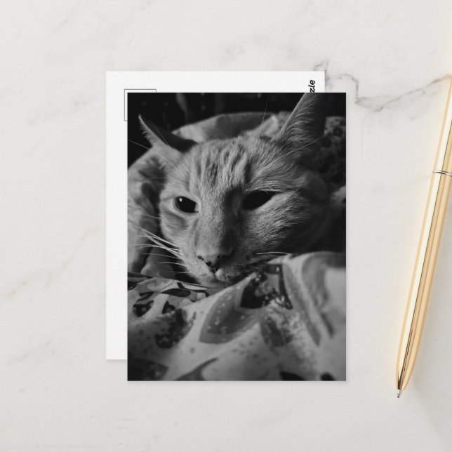Beautiful Cute Ginger Tabby Cat Black and White Postcard (Front/Back In Situ)