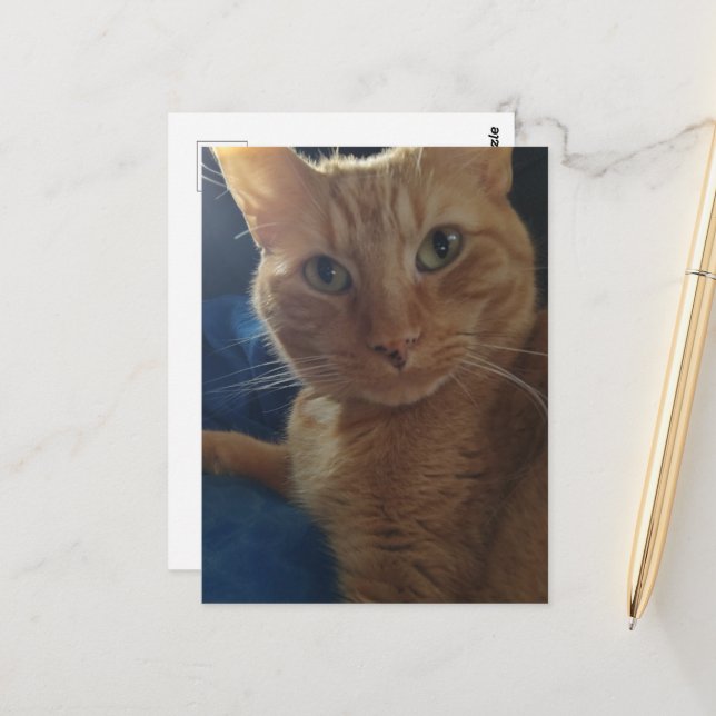 Beautiful Cute Ginger Tabby Cat Postcard (Front/Back In Situ)