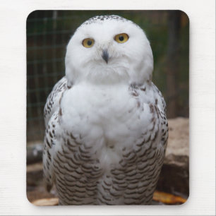 Beautiful cute White snow owl bright eyes image Mouse Pad