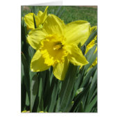 Beautiful daffodil Blank (Front)