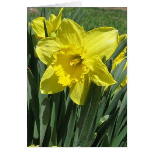 Beautiful daffodil Blank Cards (Front)
